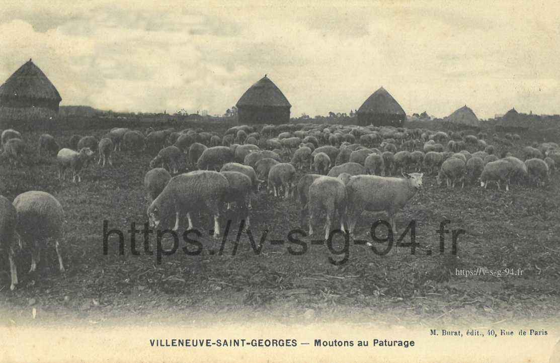 Moutons aux pâturages, possible au quartier nord limite Valenton