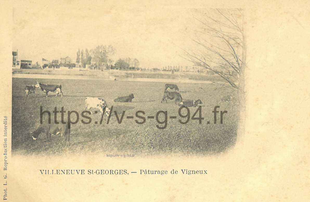 Vaches, sûrement en bordure de Seine quartier Belleplace
