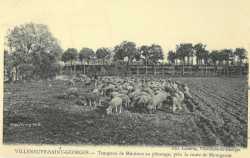 Moutons