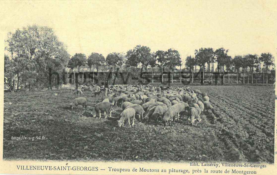 Moutons limite Villeneuve et Montgeron